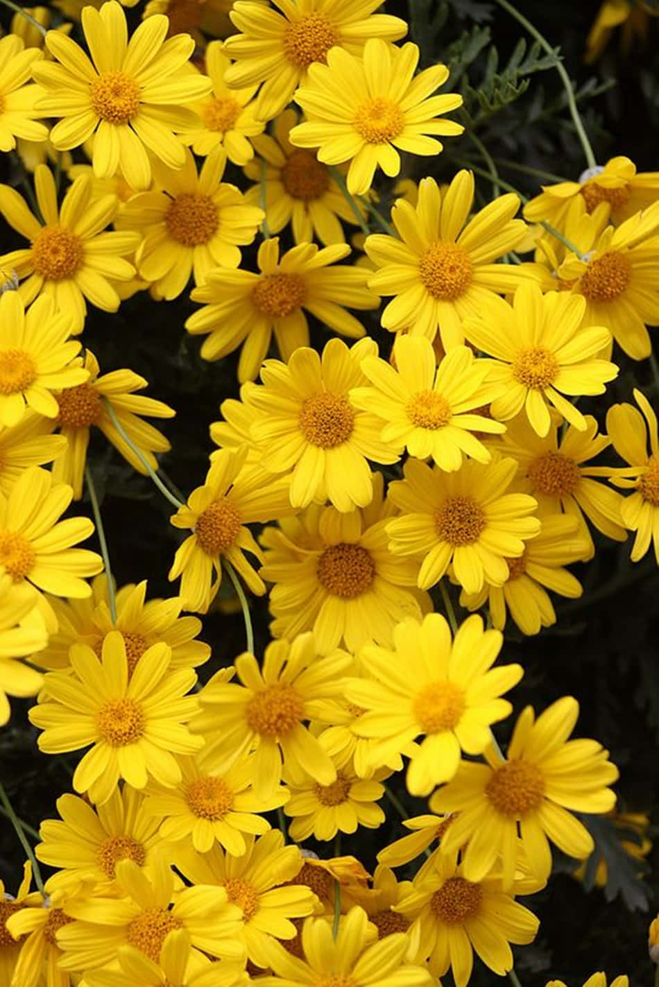 Floresde Margaridas Amarelas Claras. Papel de Parede