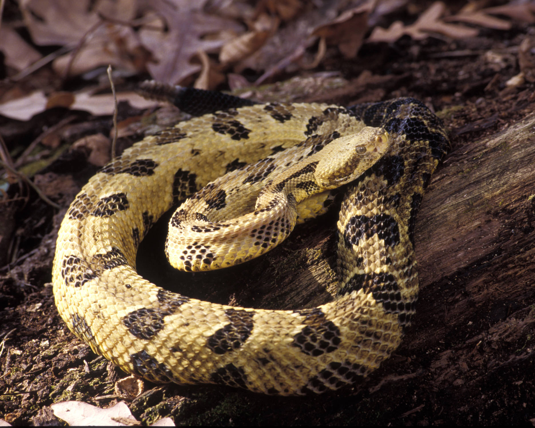 Light Yellow Brown Timber Rattler Snake Wallpaper