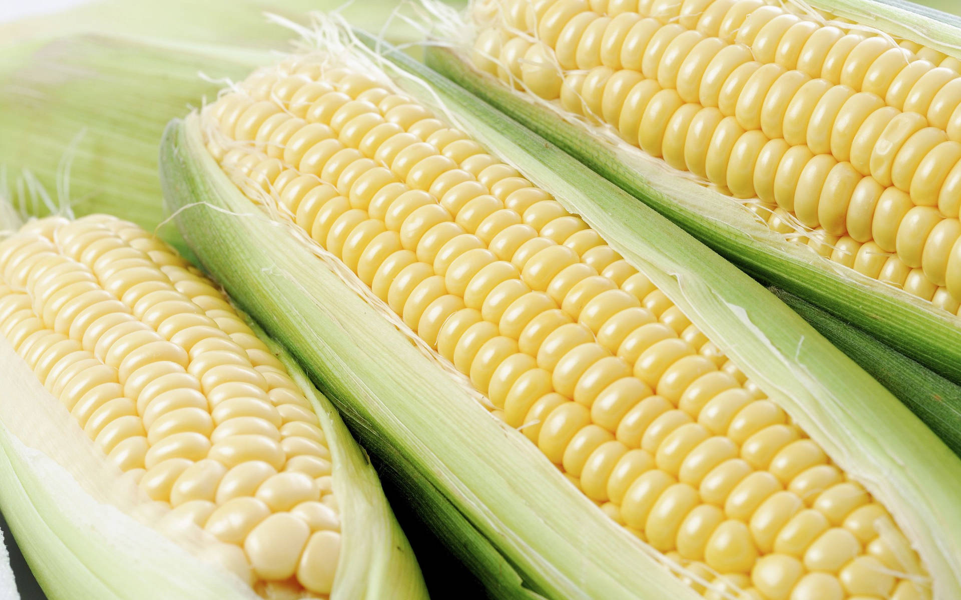 Maize Sweet Corn Display Resolution Wallpaper PNG 658x468px Maize Can  Stock Photo Commodity Corn Kernels Corn