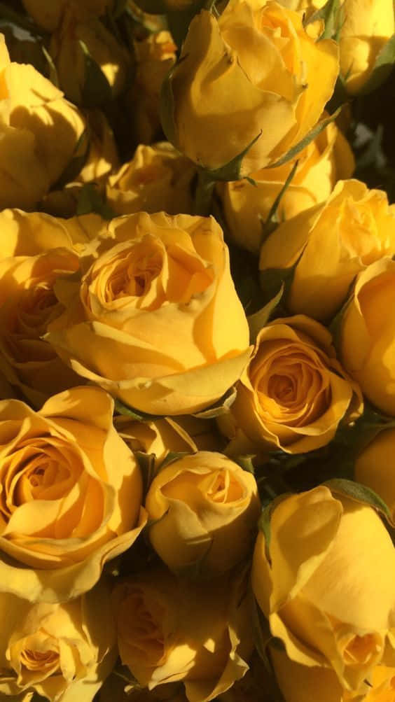 Pacotede Rosas Amarelas Claras. Papel de Parede