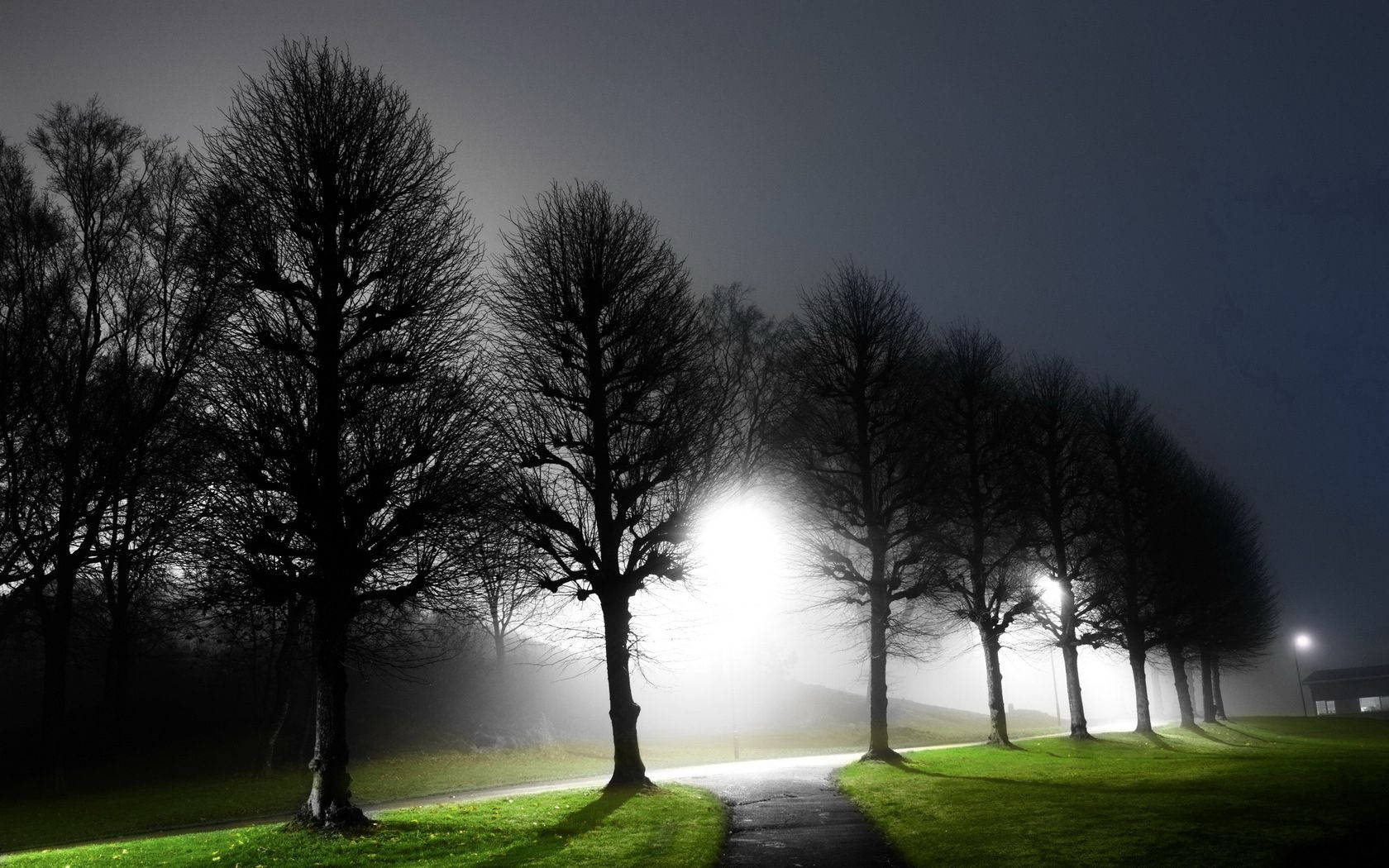 Marveling at a Magical Tree-Lined Avenue at Night Wallpaper