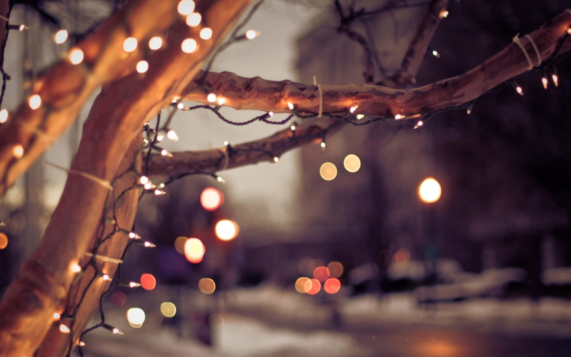 christmas lights on a tree branch