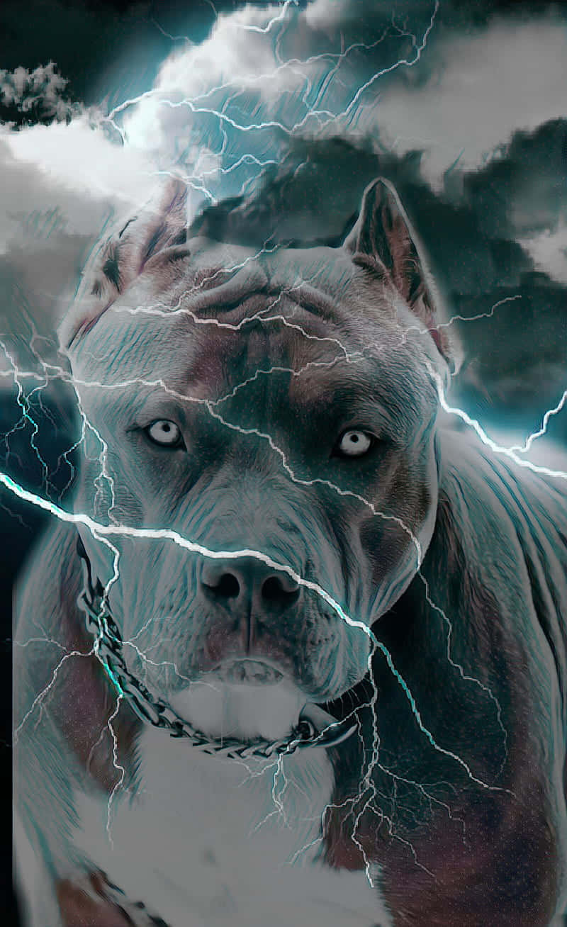 Lightning Black Dog Pitbull Wallpaper