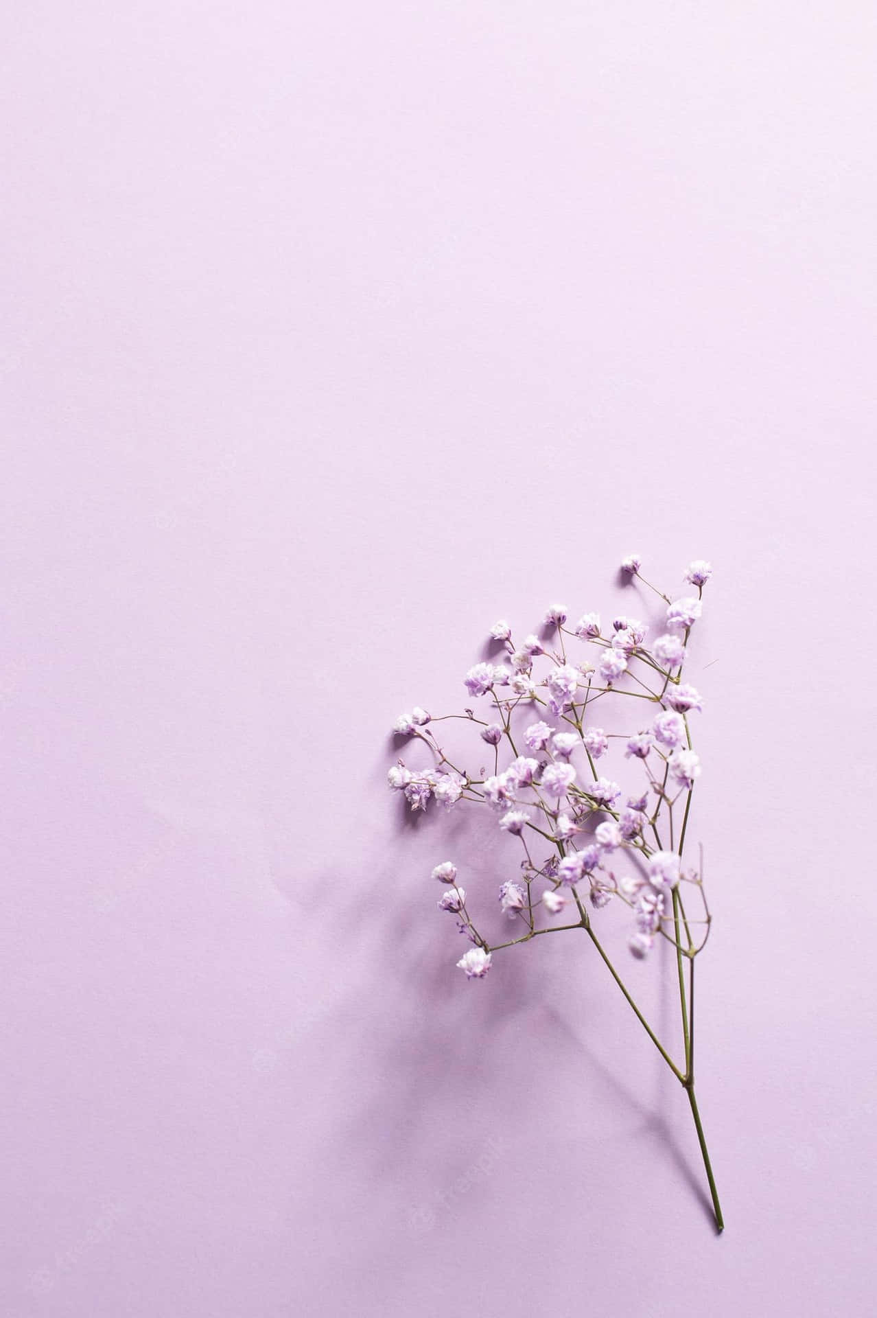 Lilac Flower On Lilac Background