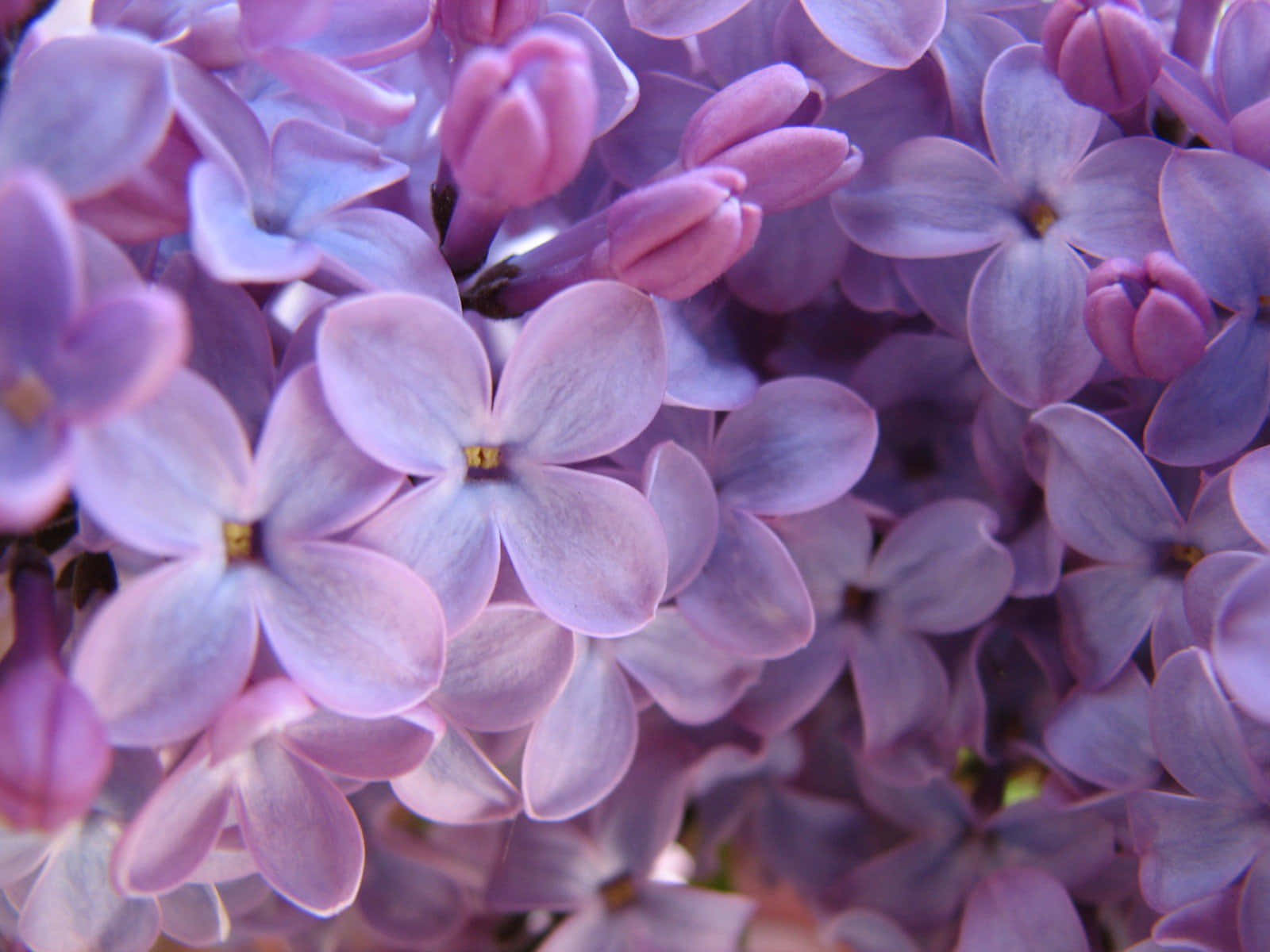 Close Up Flower Buds Lilac Background