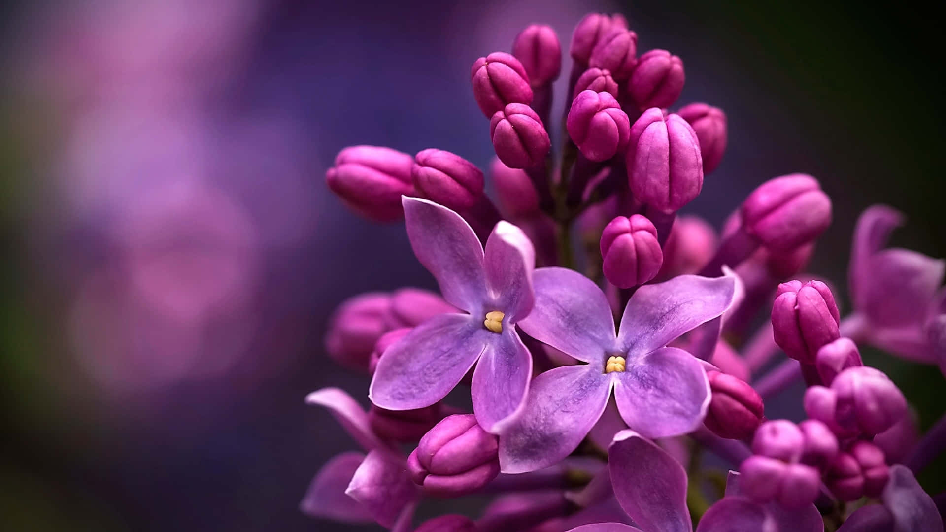Flower Buds Of Lilac Background
