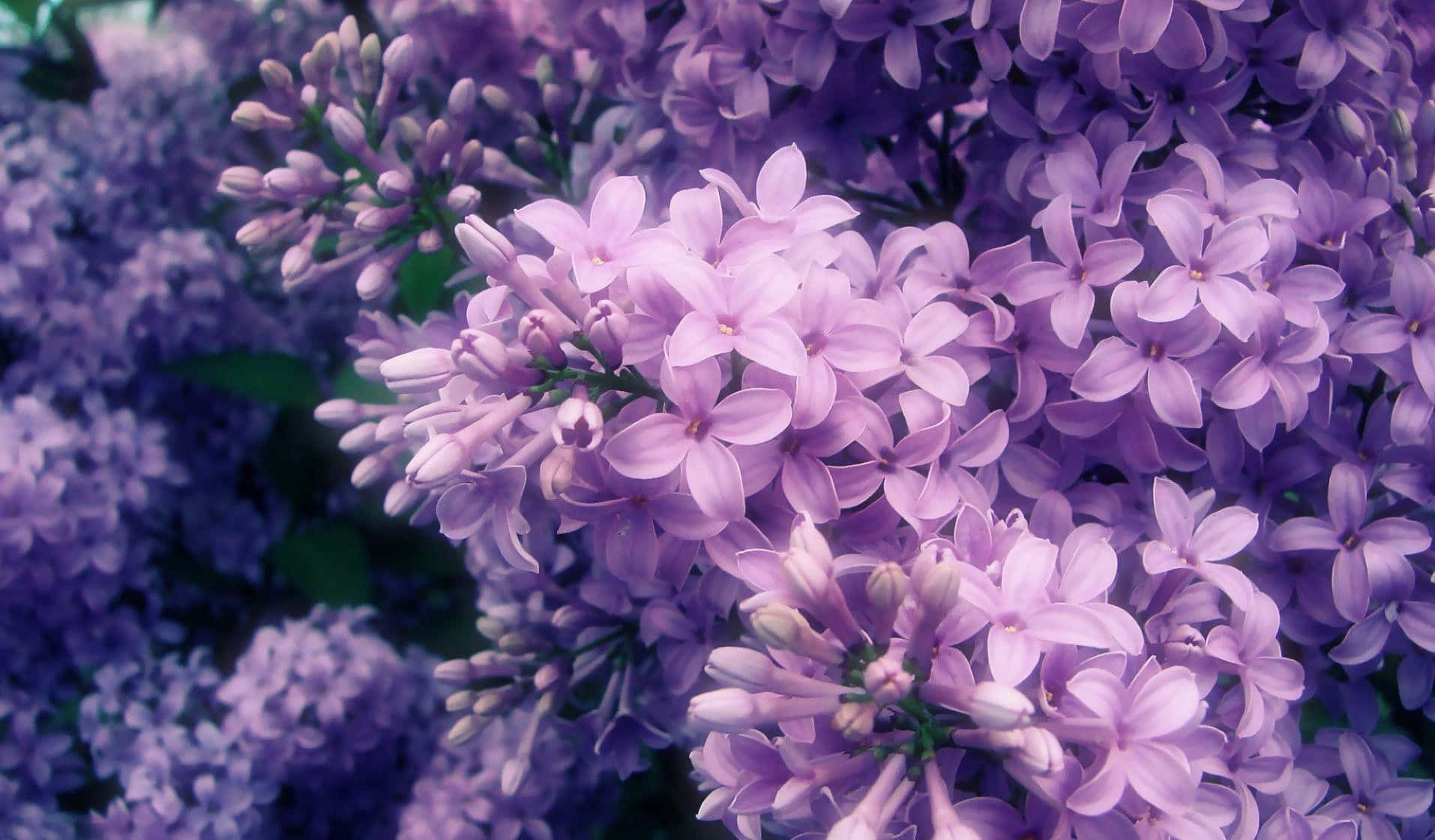 Dainty Bushes Of Lilacs Background