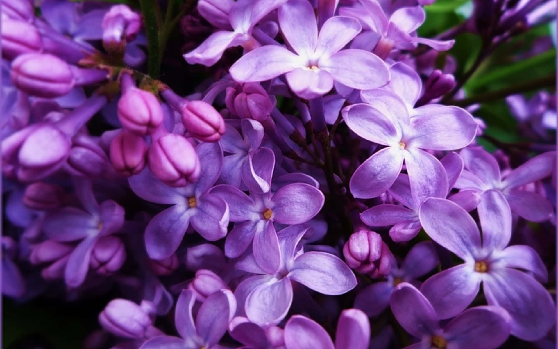 Top View Blooming Lilac Background