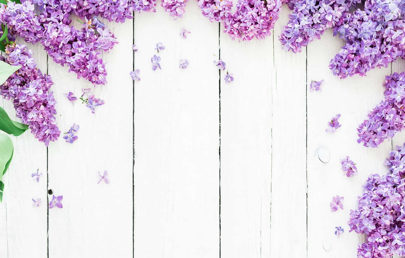 Wooden Plank Edges Of Lilacs Background
