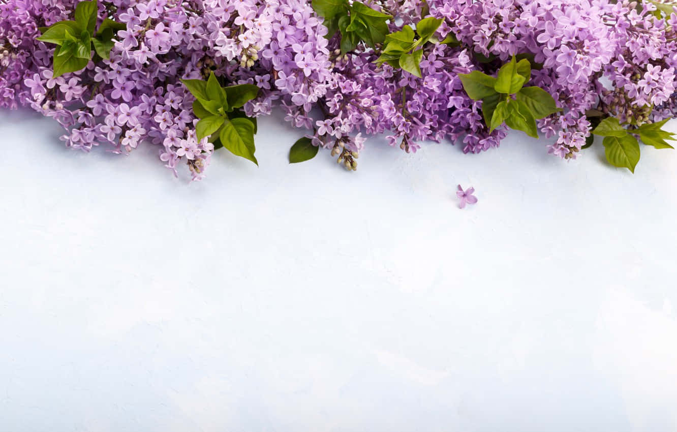 Green Leaves And Spring Lilacs Background