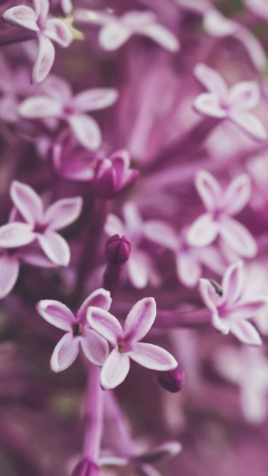 Blooming Purple Flowers Lilac Background