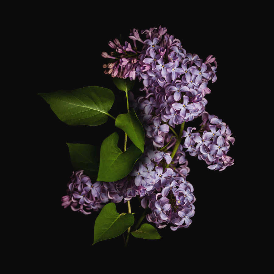 Isolated Stem Flower Lilac Background