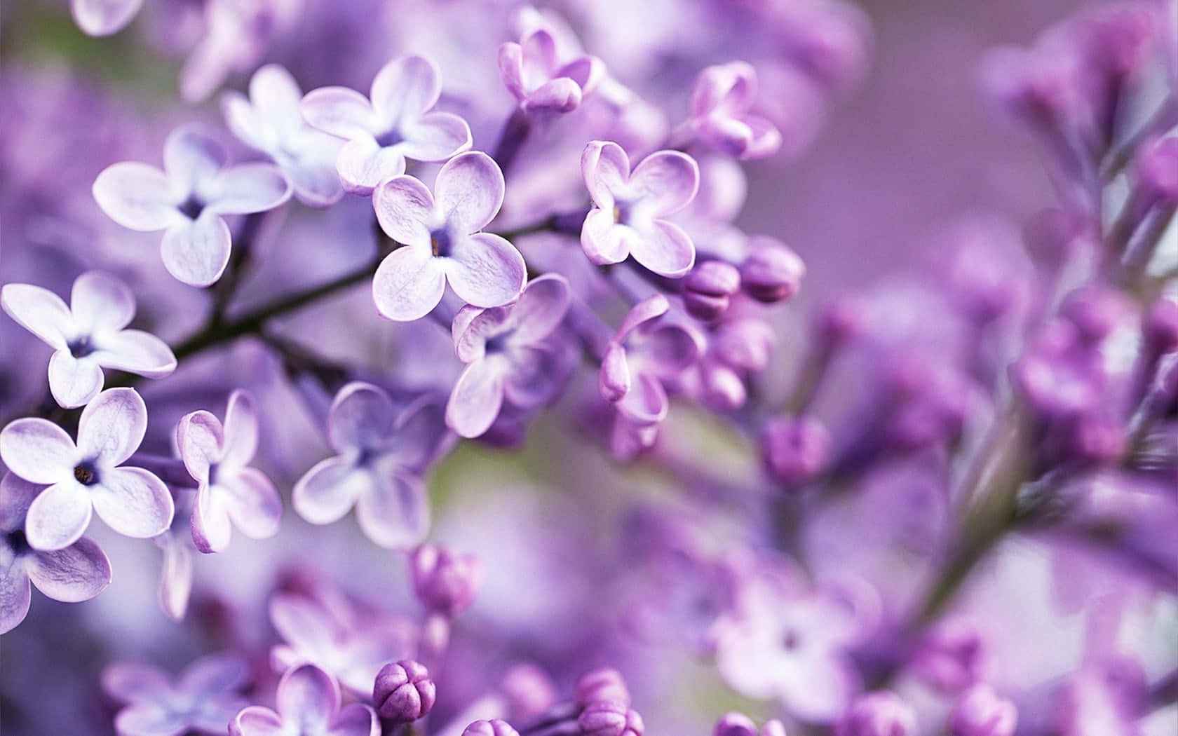 Selective Focus Branches Of Lilac Background