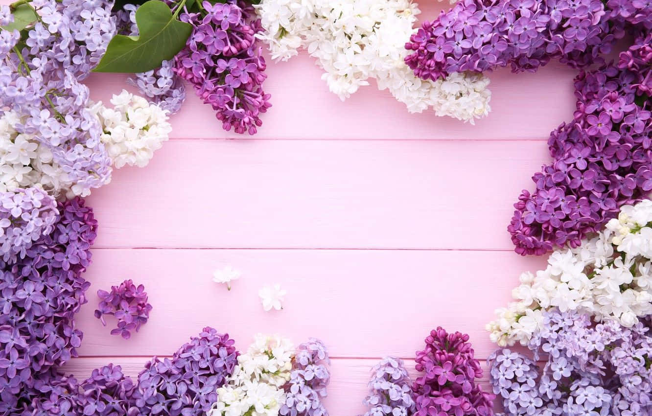Pink Wooden Plank With Lilacs Background