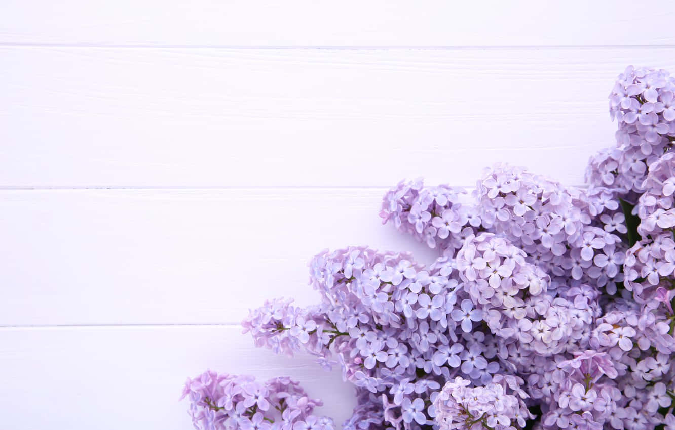 White Wood With Purple Lilac Background