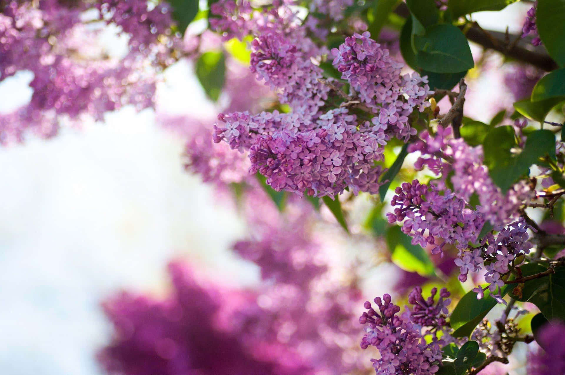 Tree Branch Of Lilac Background