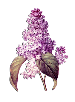Lilac Blossoms Illustration PNG