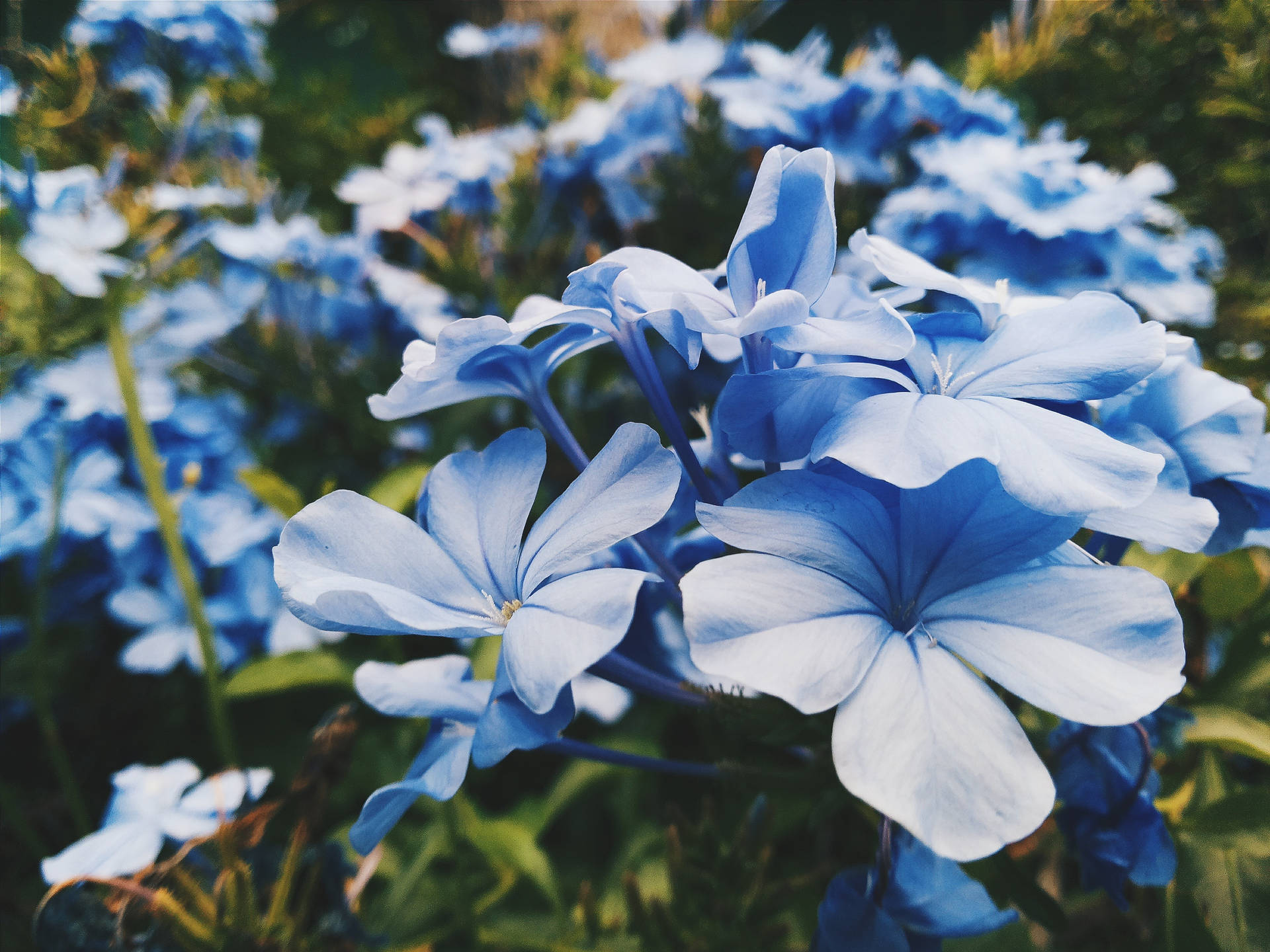 Lilac Blue Flower Garden
