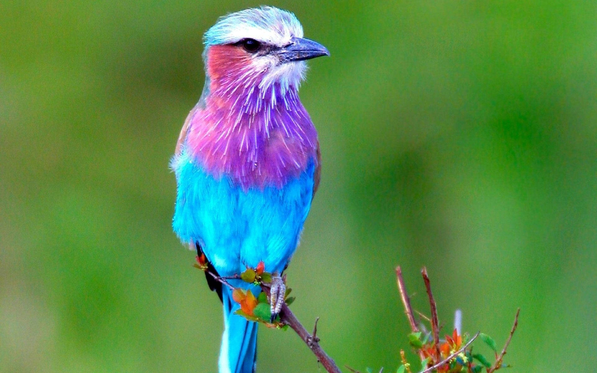 Lilac-breasted Roller Bird Wallpaper