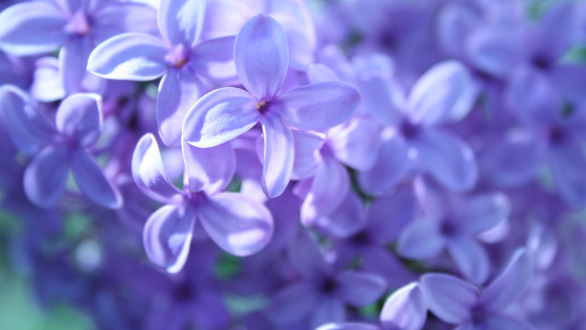Lilac Bush Of Purple Flowers Background