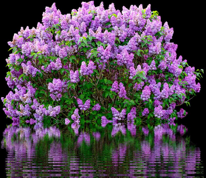 Lilac Bush Reflections PNG