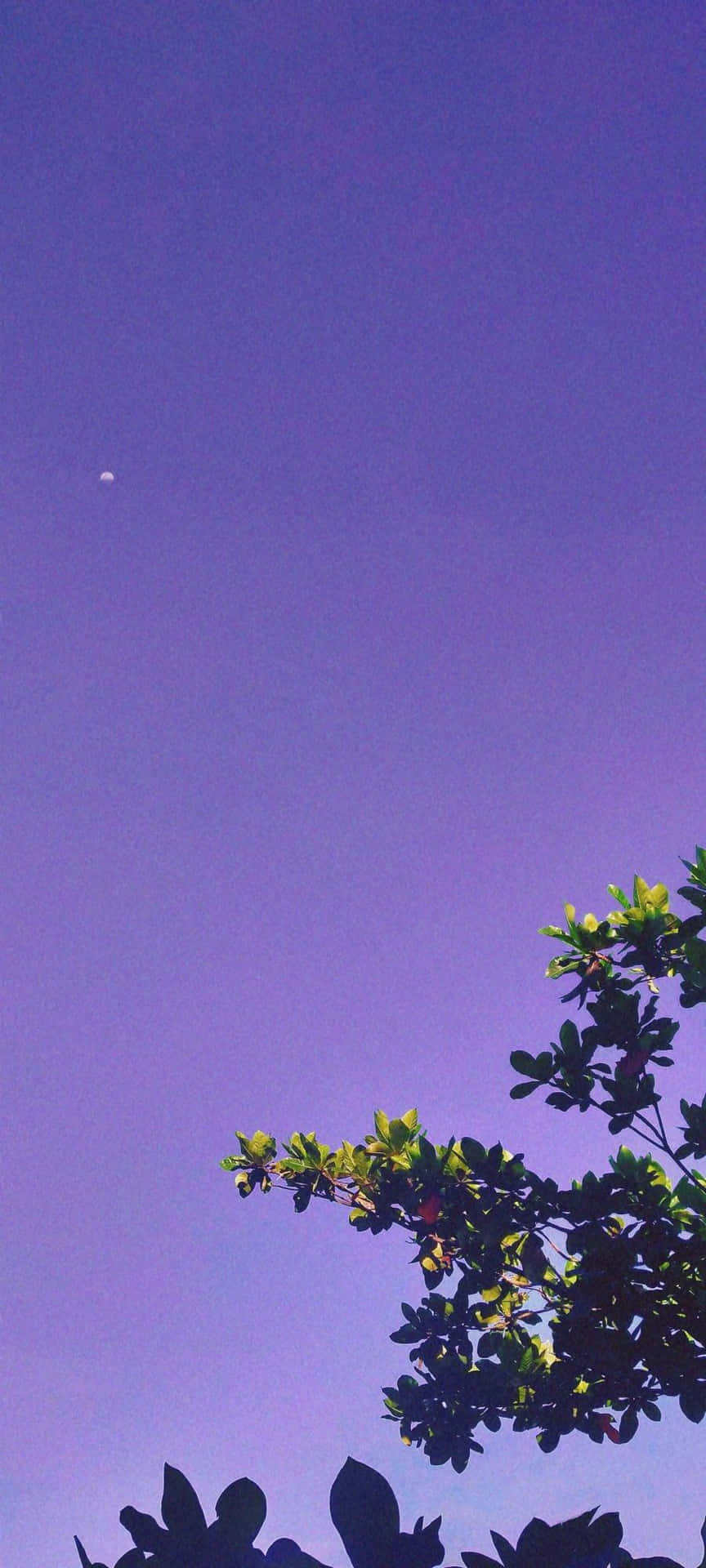 Lilac Color Sky With Leaves Wallpaper