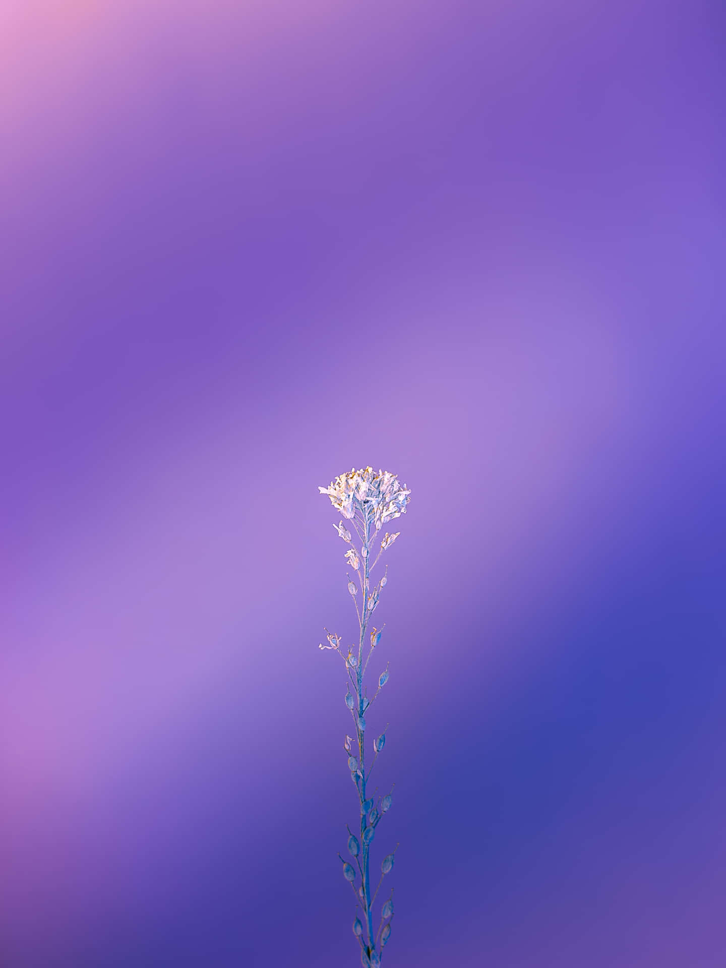 Eineeinzelne Blume Steht Vor Einem Lila Himmel. Wallpaper