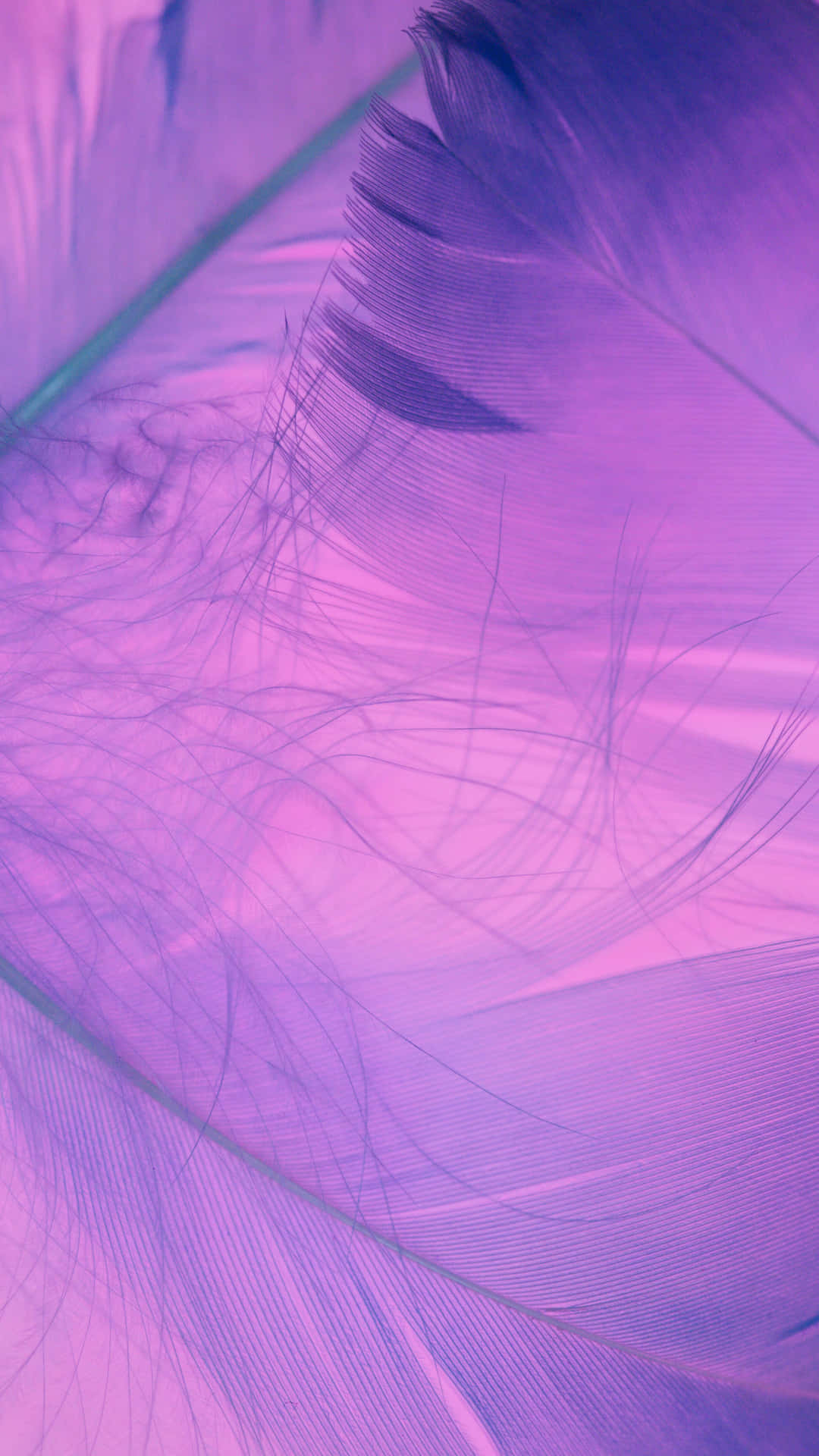 A Vibrant Lilac Color Filling Up The Screen. Wallpaper