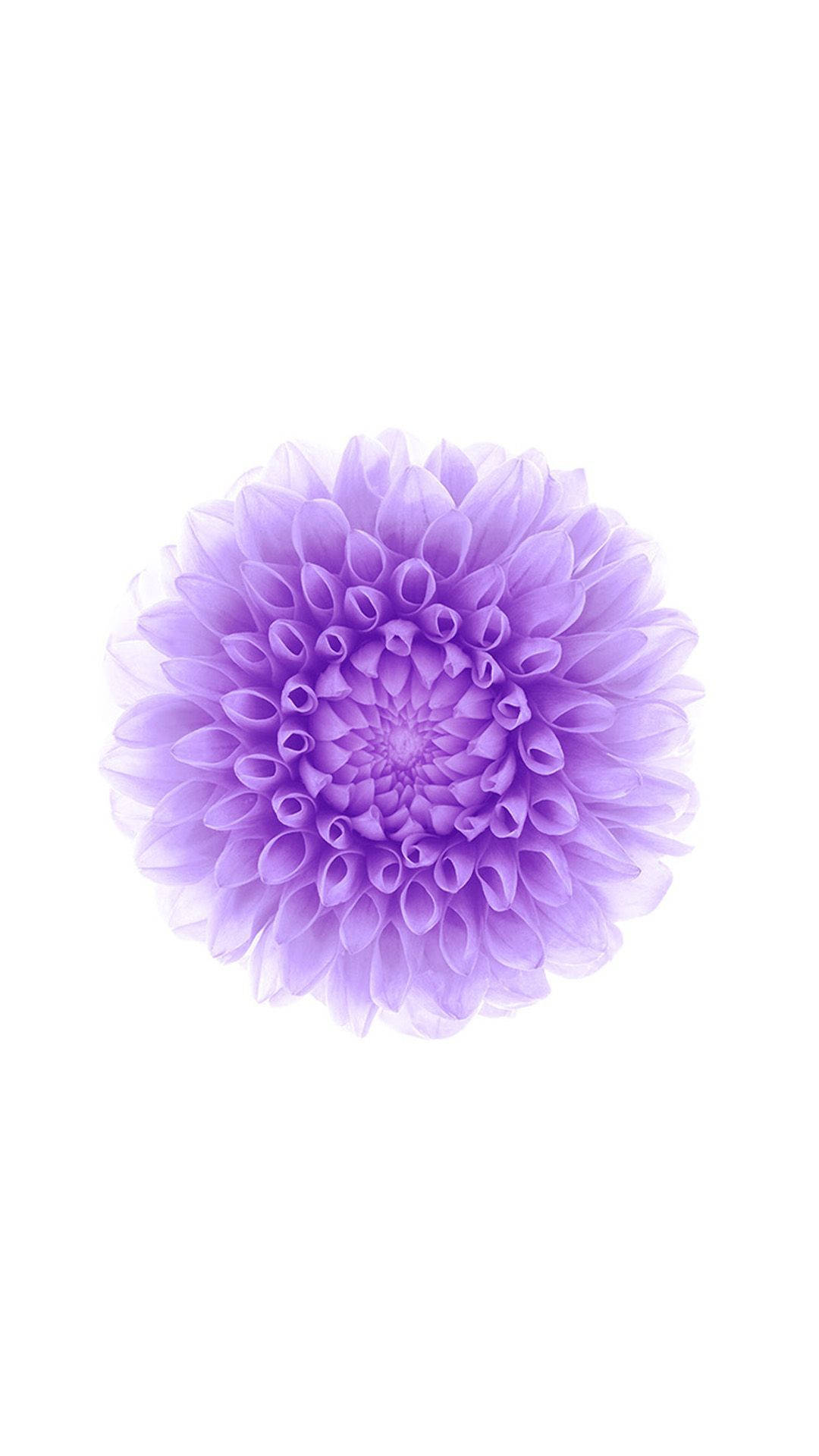 Фиолетовый цветок iphone