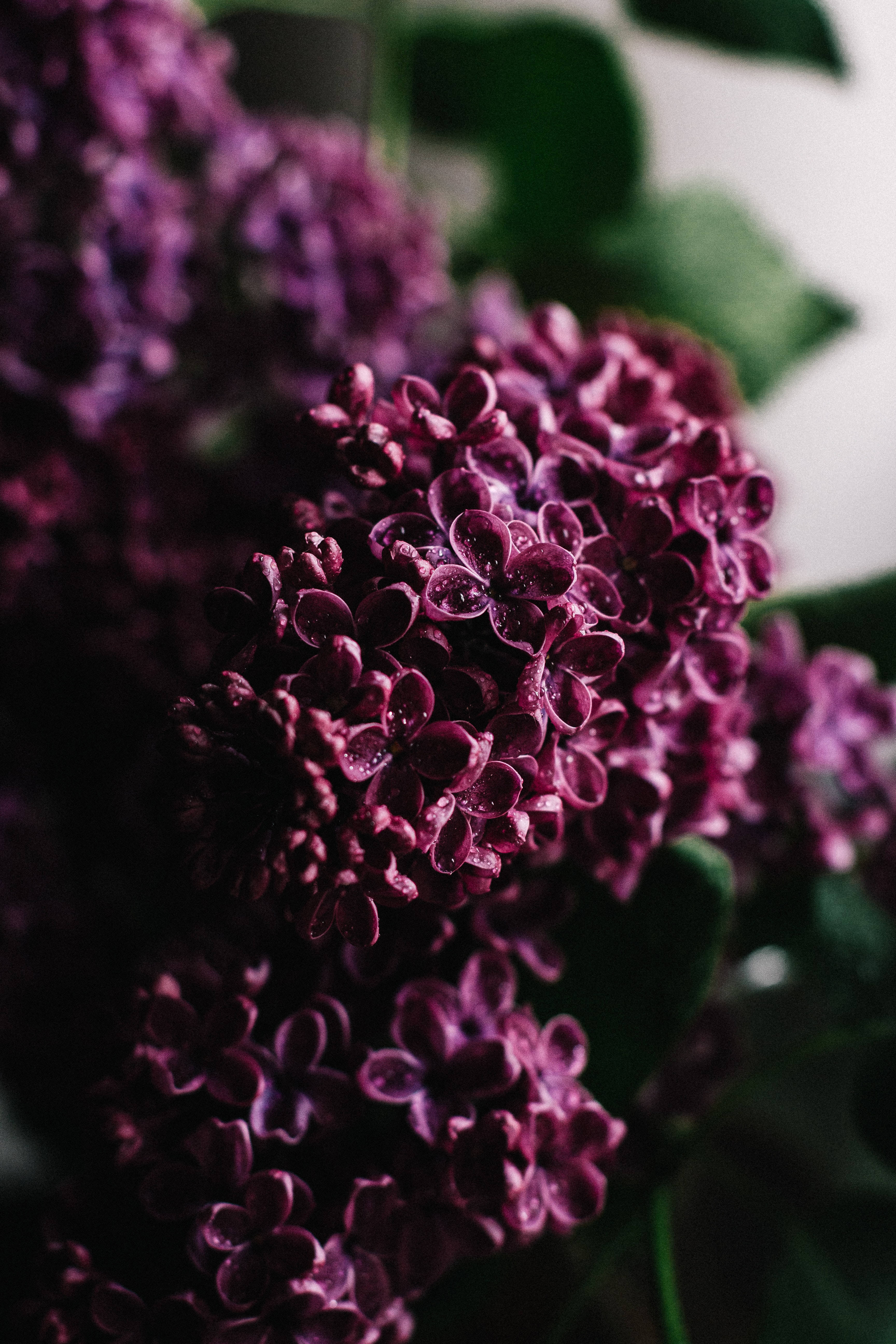 Lilac Flower Dark Purple Iphone Wallpaper