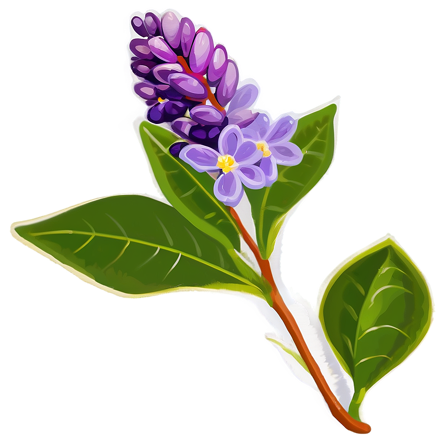 Lilac Flower Png 05242024 PNG