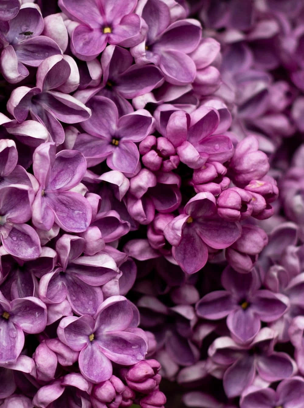 Captivating Lilac Tree in Full Bloom Wallpaper