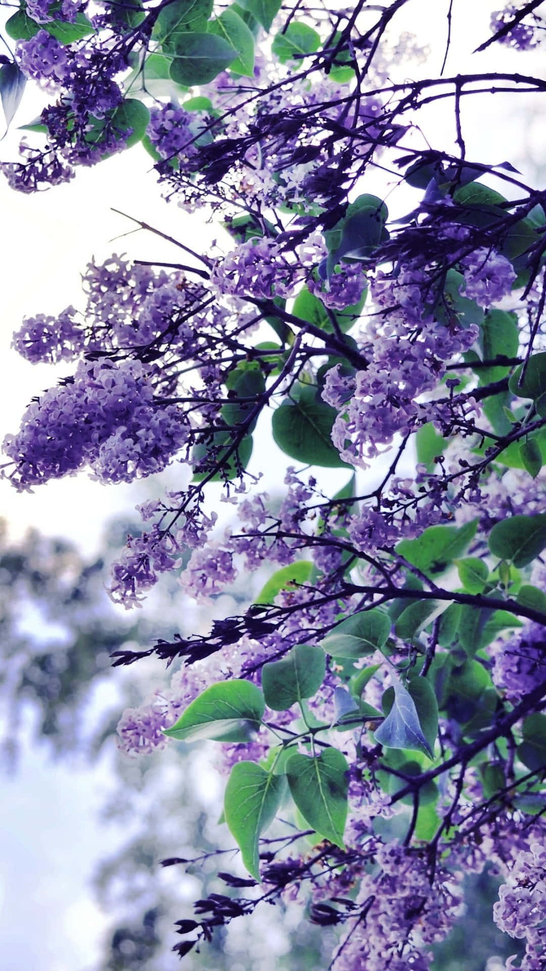 Enchanting Lilac Tree Blooms Wallpaper