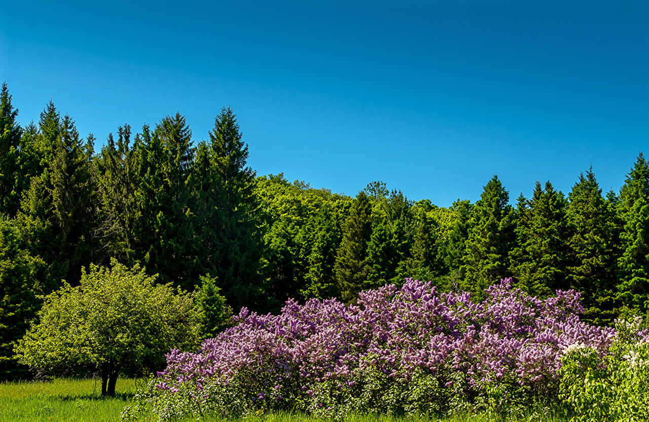 Lilac Tree 1280 X 833 Wallpaper Wallpaper