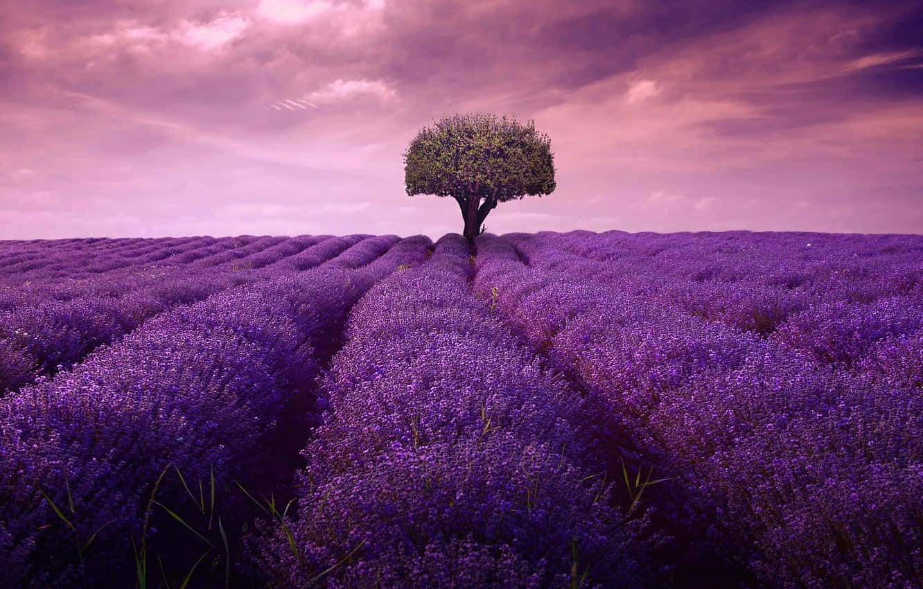 Hermosoárbol De Lila En Plena Floración. Fondo de pantalla