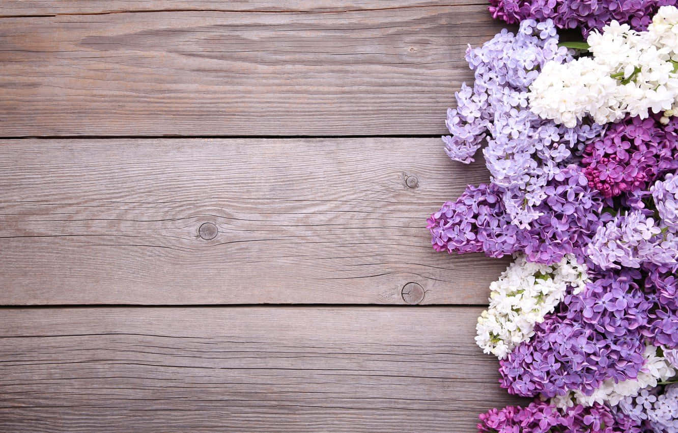 Lilac Tree in Full Bloom Wallpaper