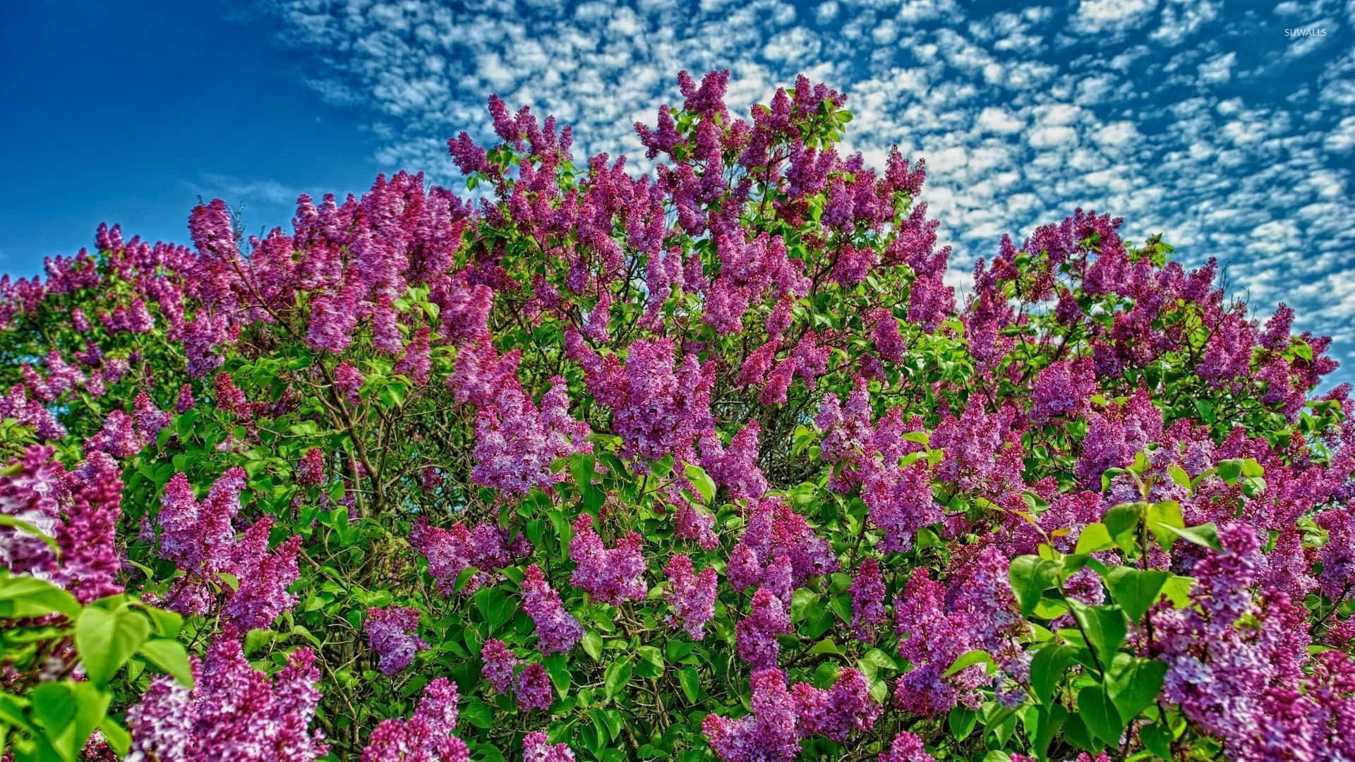 Lilac Tree Blooming in Springtime Wallpaper