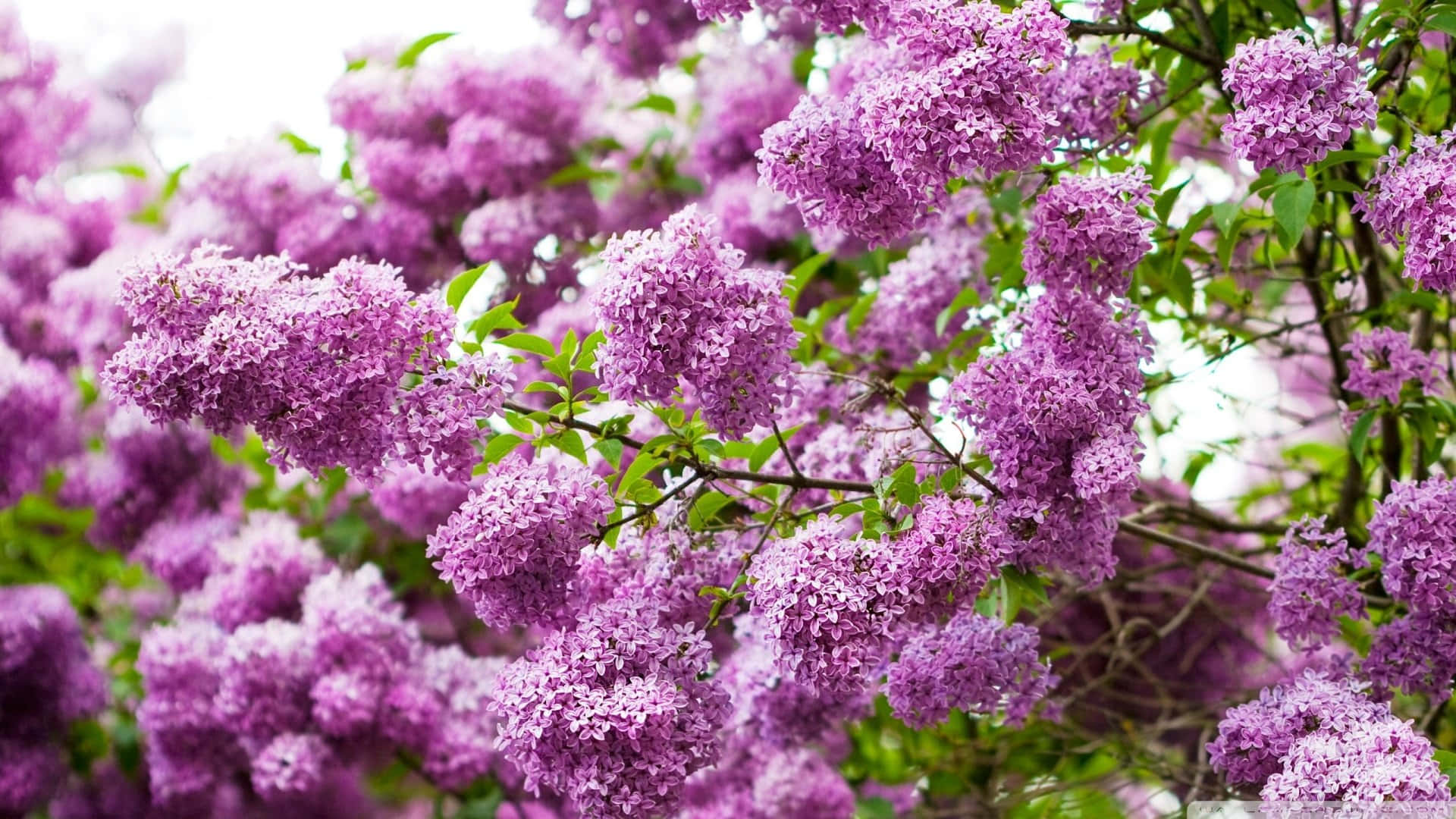 Hechizanteárbol De Lilas En Plena Floración. Fondo de pantalla