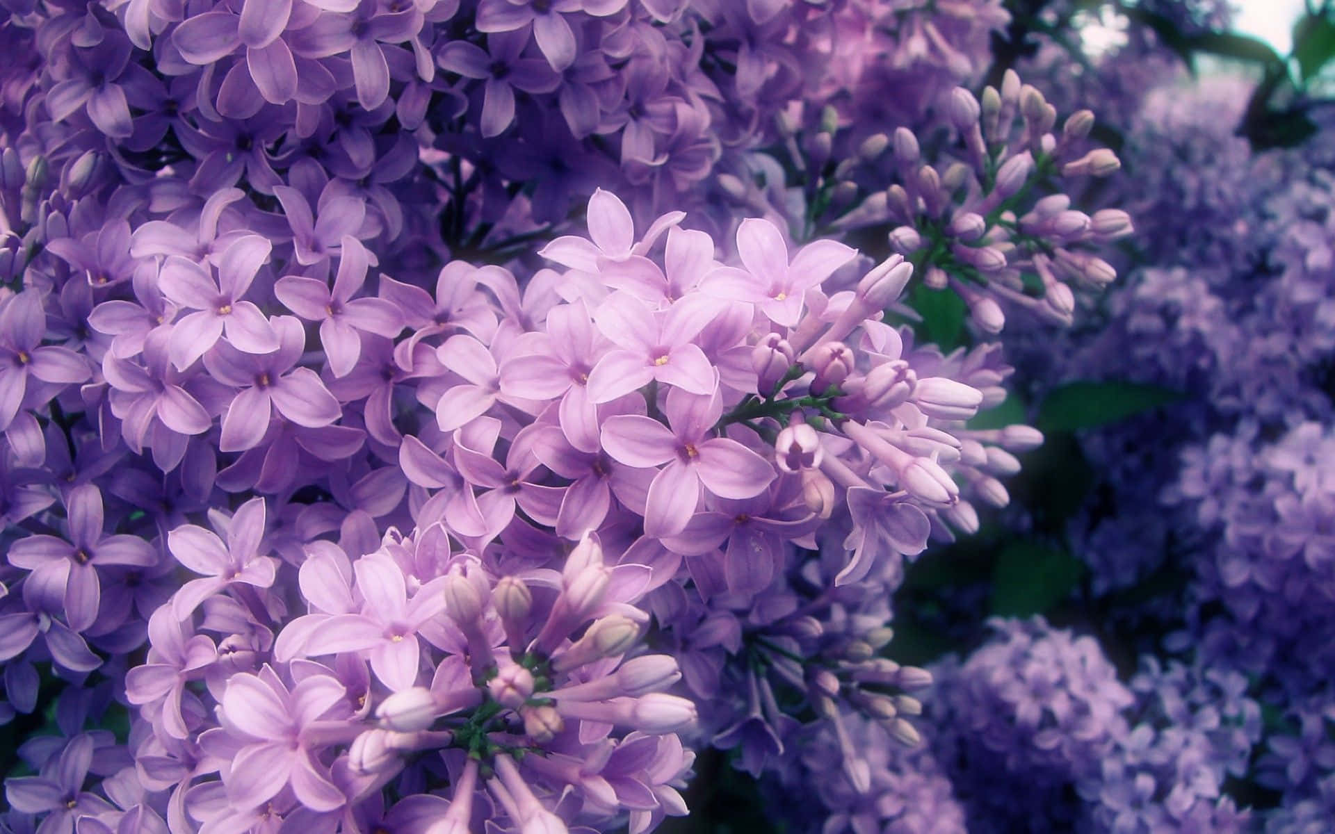 A vibrant lilac tree in full bloom Wallpaper