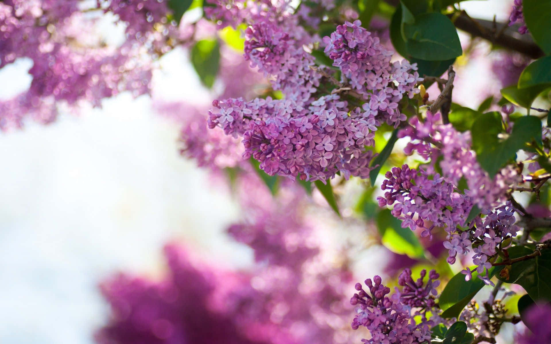Blossoming Lilac Tree Wallpaper
