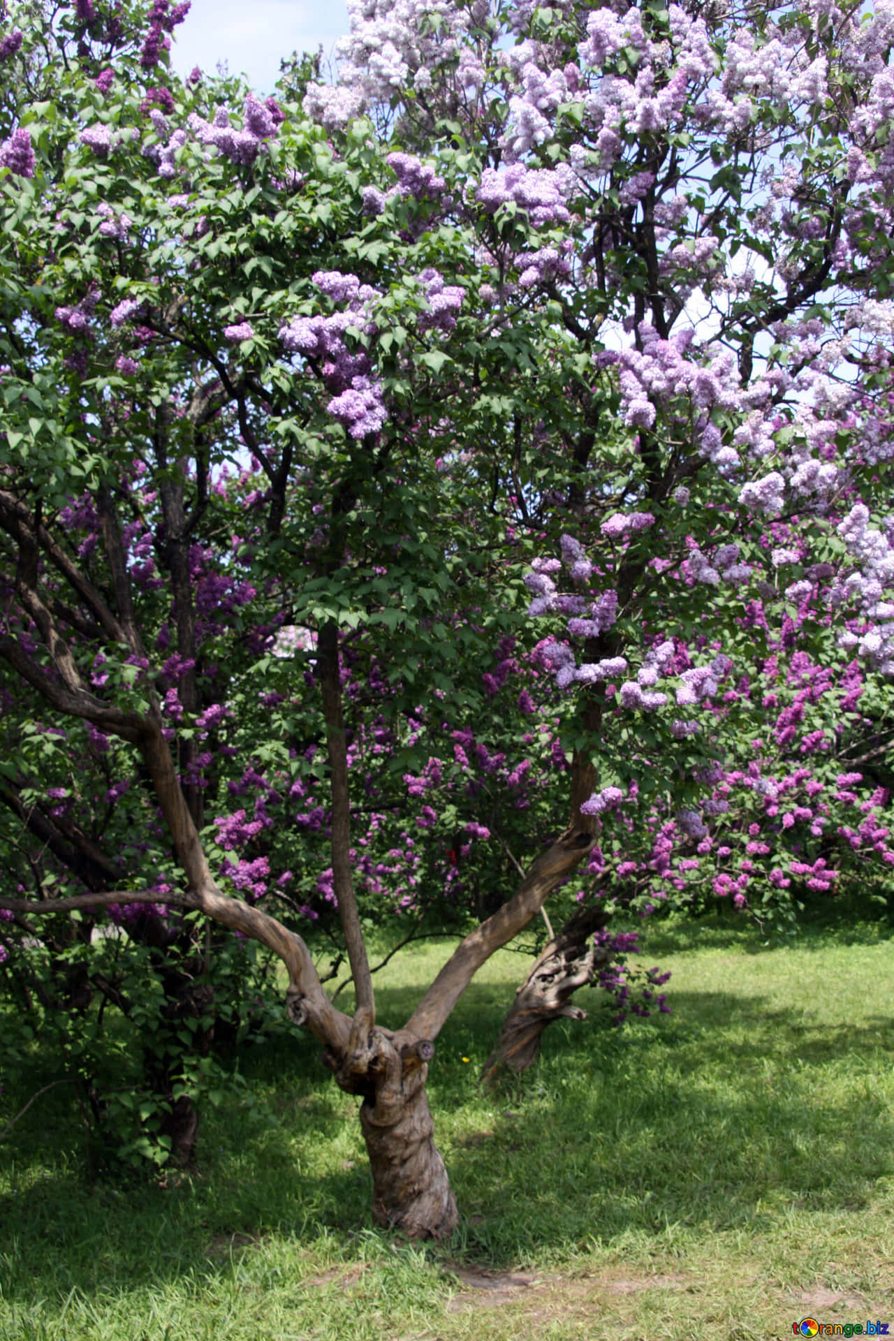 Lilac Tree in Full Bloom Wallpaper