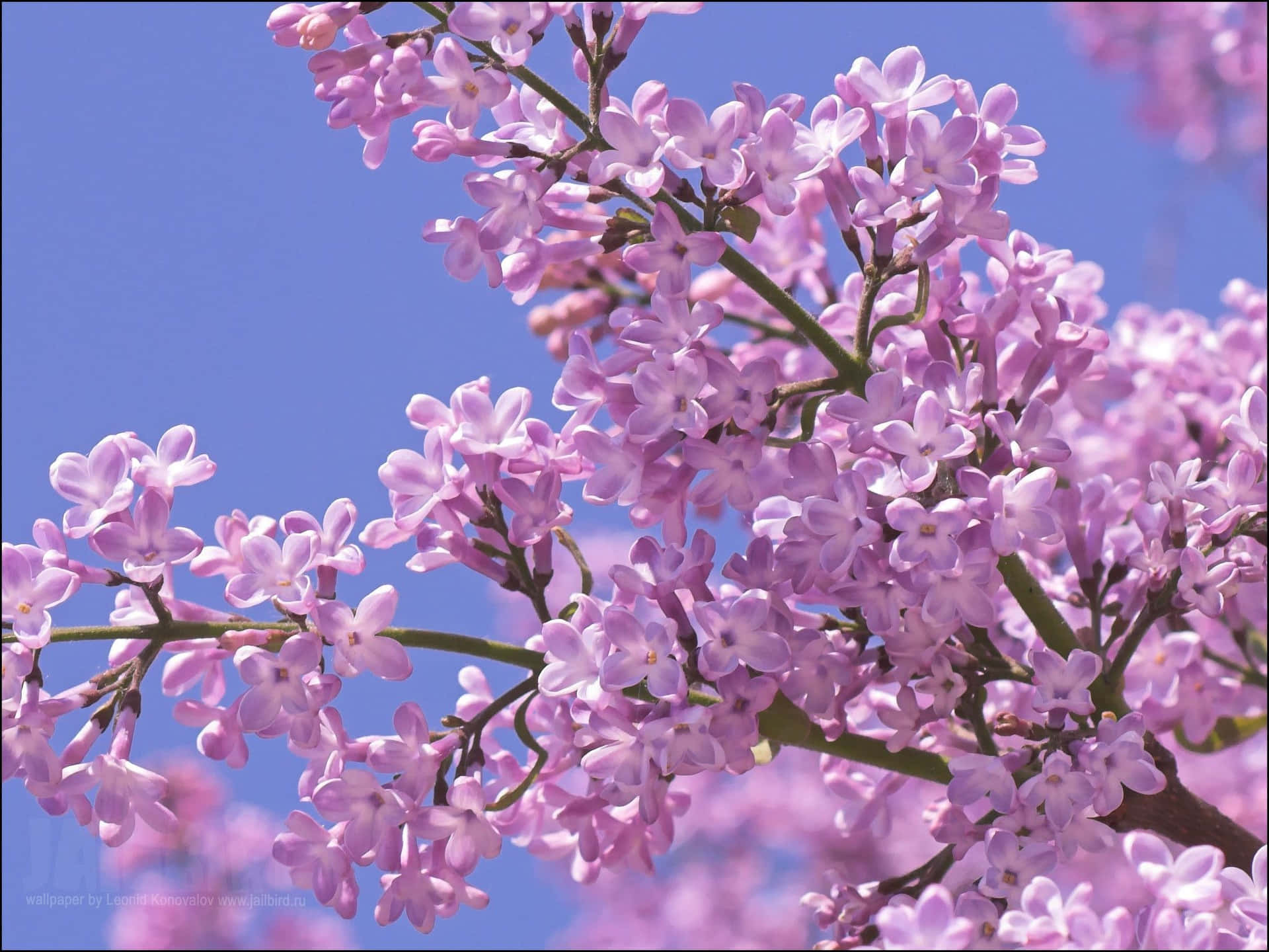 Hermosoárbol De Lila En Plena Floración Fondo de pantalla