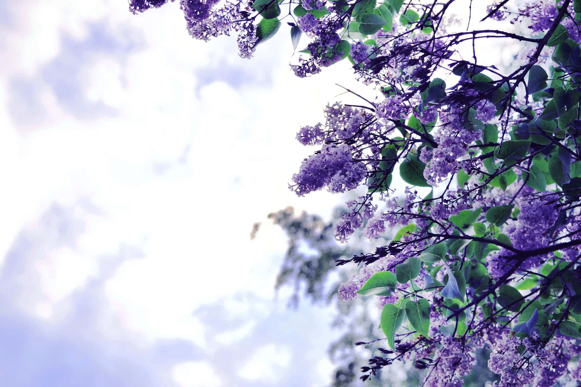 Árbolde Lilas Impresionante En Plena Floración Fondo de pantalla