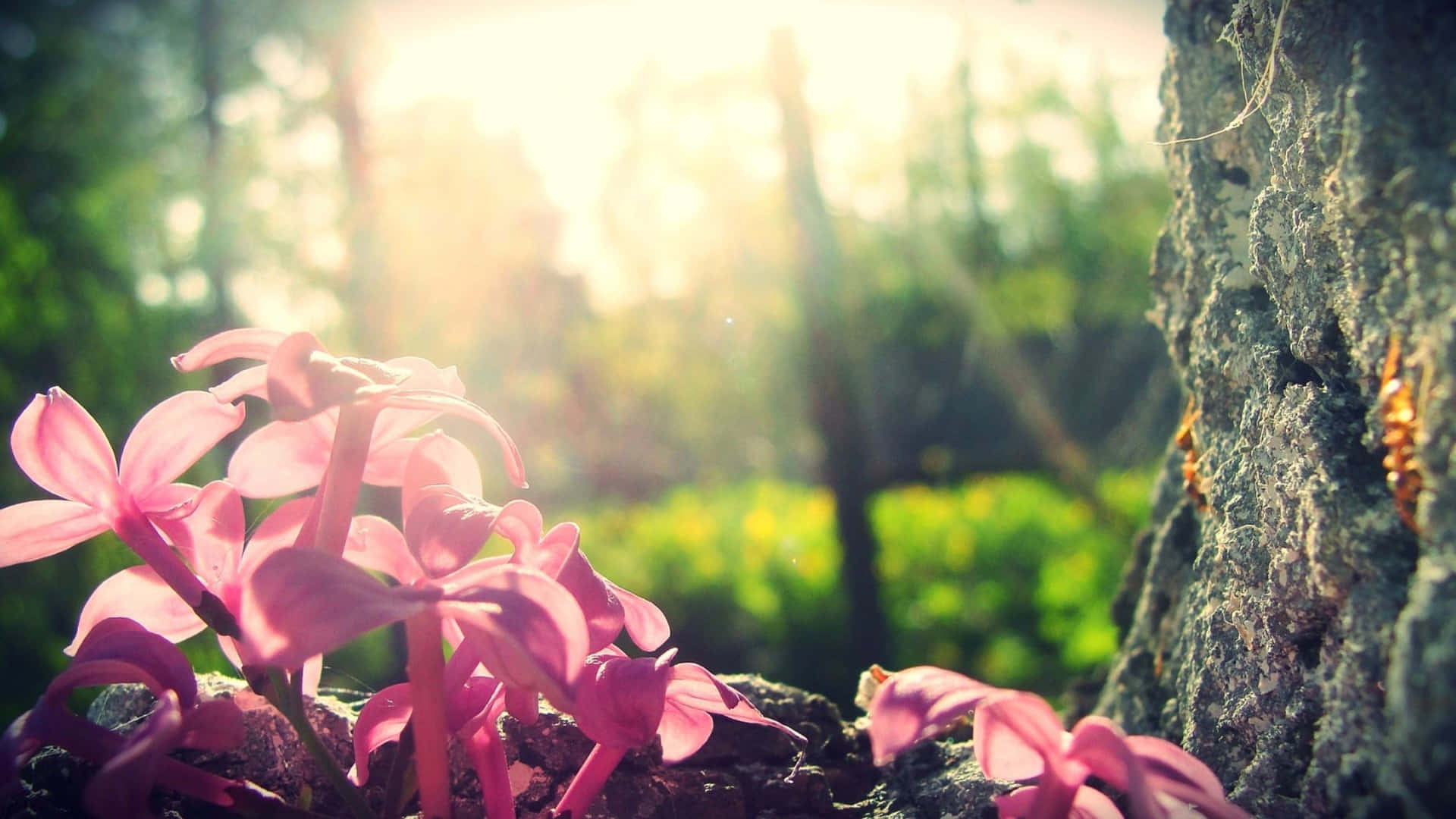 Stunning Blooming Lilac Tree Wallpaper