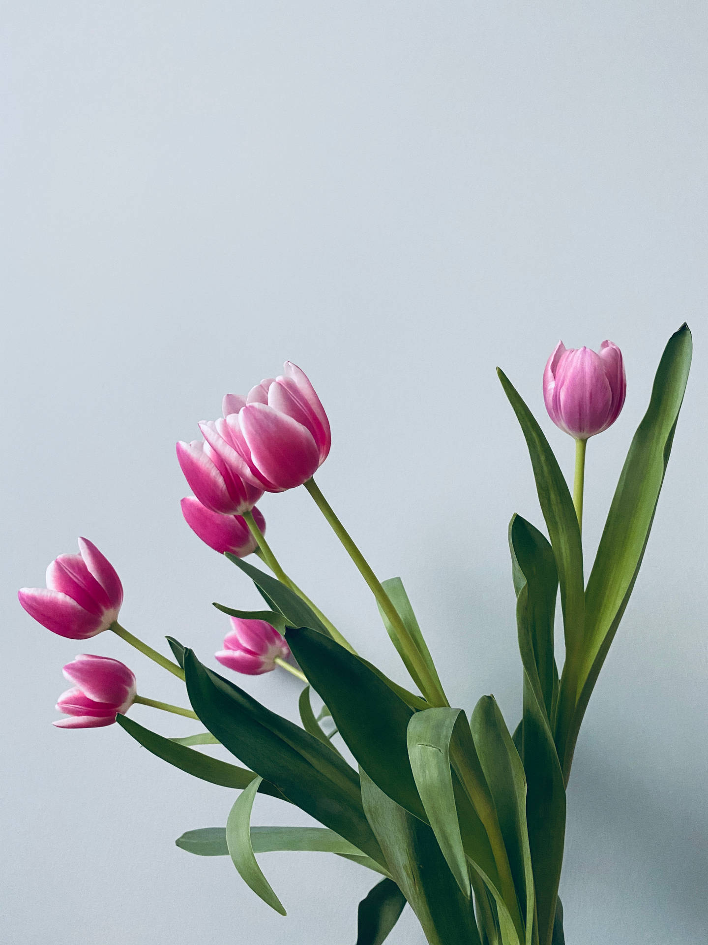 Lilac Tulips Mobile Wallpaper