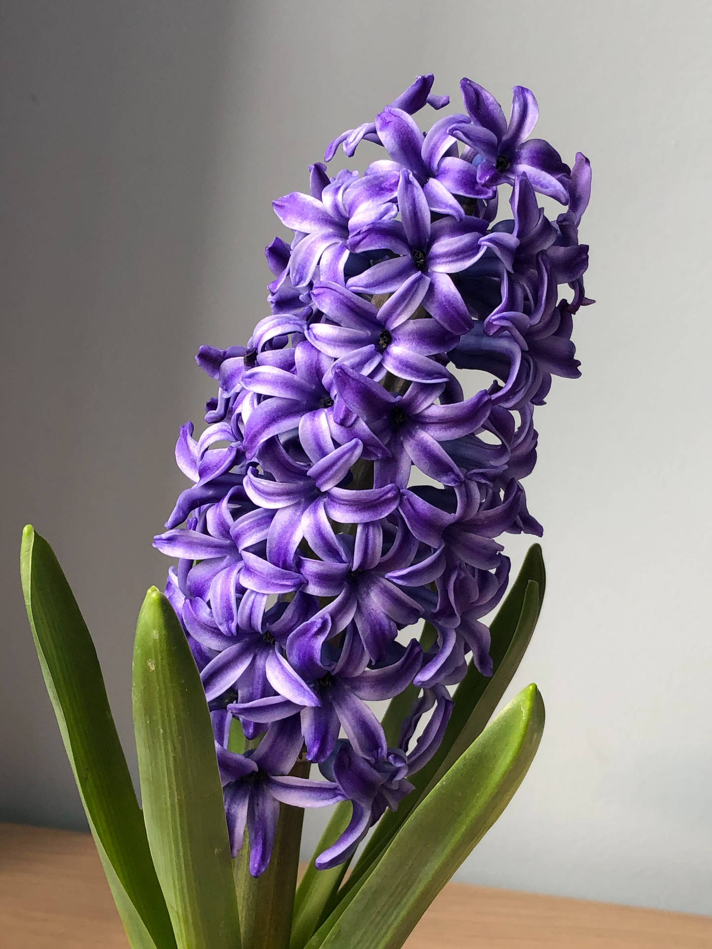 Lilla Hyacinth Blomst Android Wallpaper