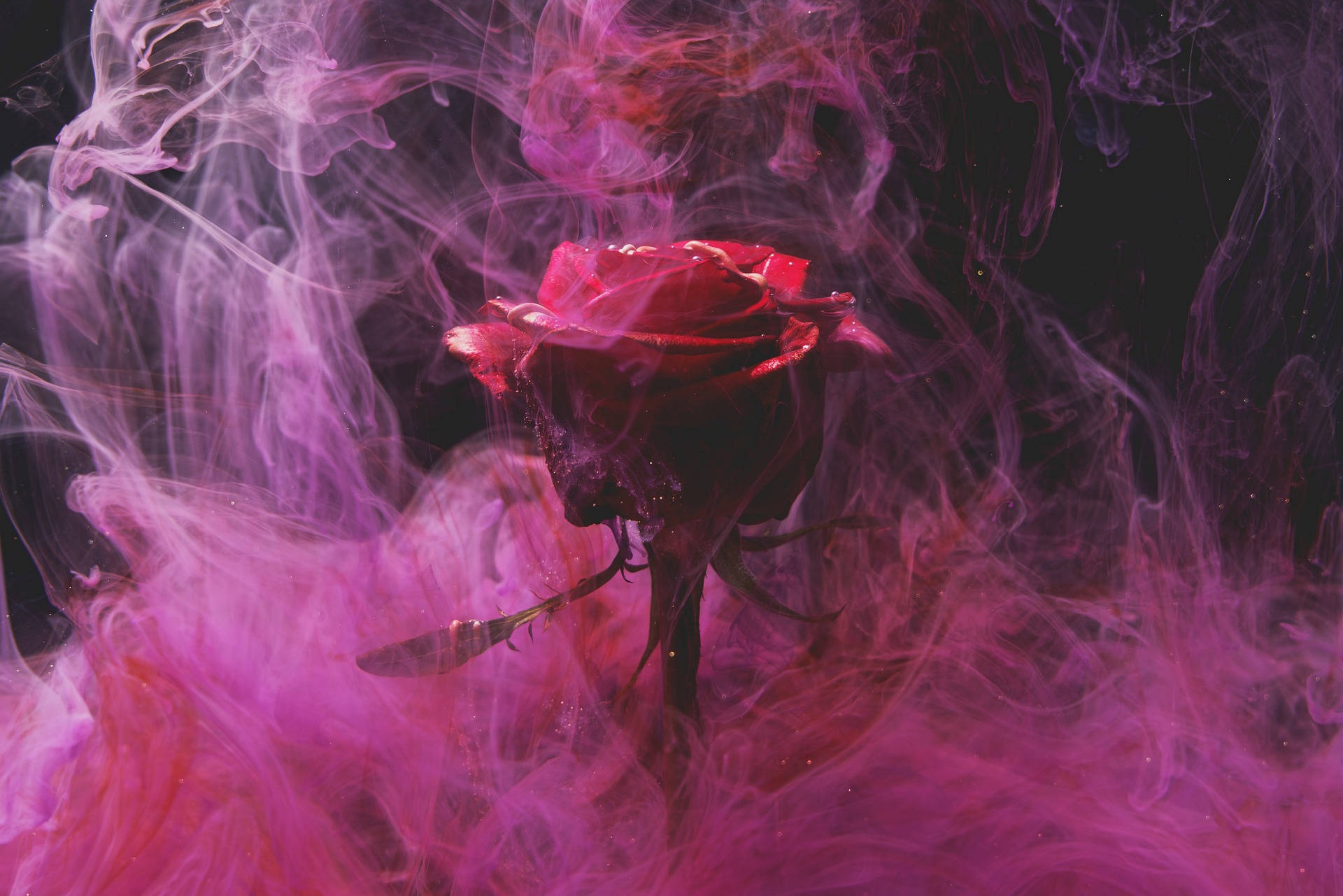 Lilla Smoke Rose Æstetisk Wallpaper