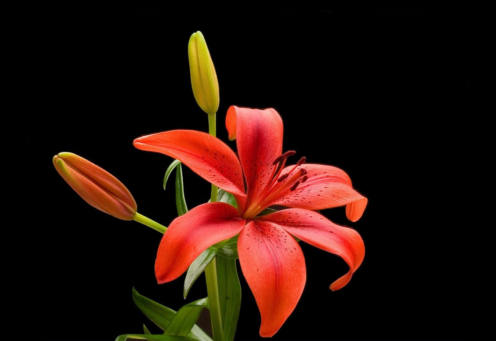 Download A Vibrant Lily in Bloom | Wallpapers.com