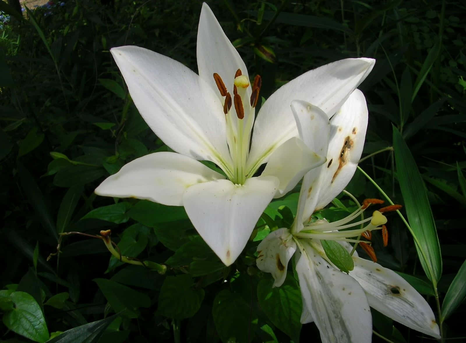Elegant White Lily Blooms on a Vibrant Green Background