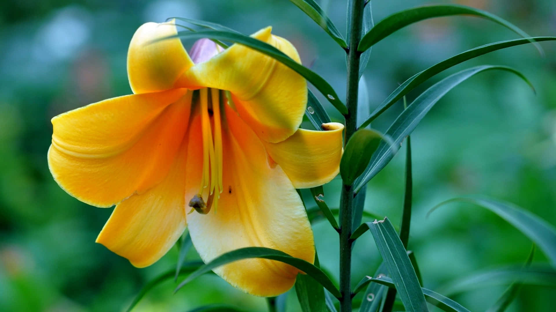 Radiant lily blossoms captured in high definition